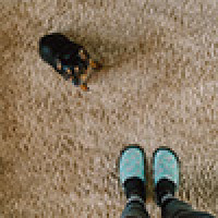 Thistle Carpets & Flooring
